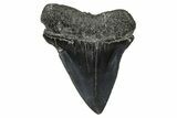 Fossil Broad-Toothed Mako Tooth - South Carolina #376001-1